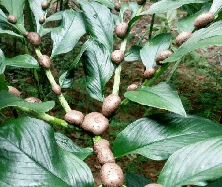 魔芋干進(jìn)口清關(guān)資料