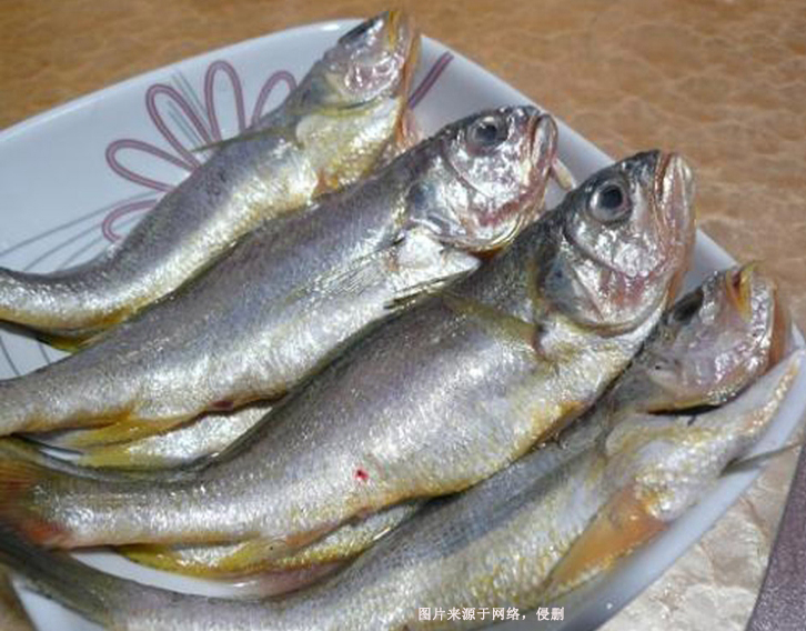 阿根廷冷凍石首魚進口報關資料
