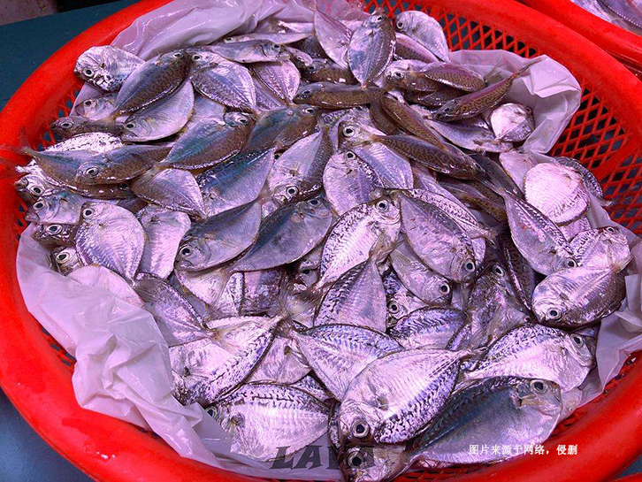 佛山南海冷凍葉子魚進口報關流程