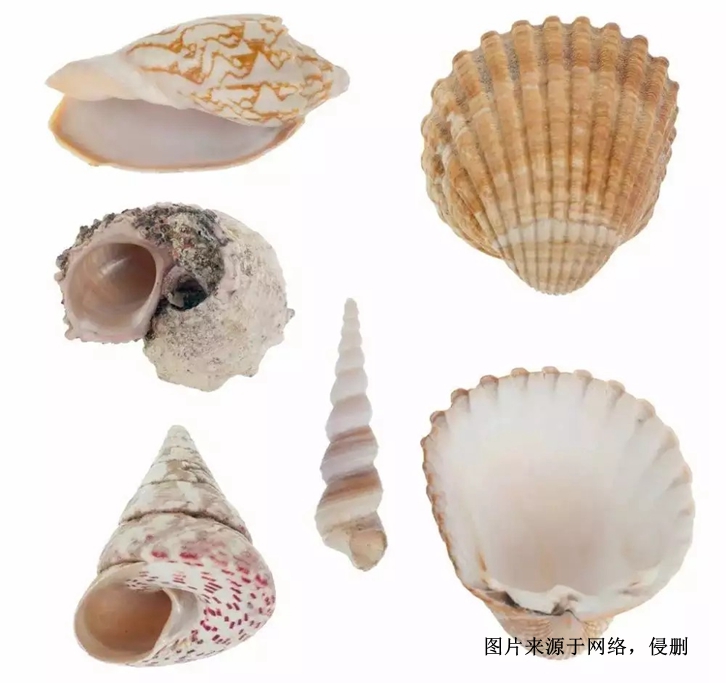 印尼日月貝貝殼進口報關流程