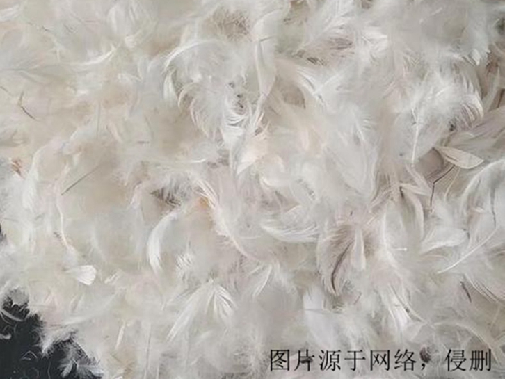 越南鴨毛進(jìn)口報關(guān)資料_火雞毛,鴕鳥毛,孔雀毛清關(guān)