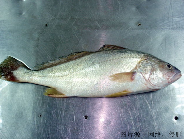 上海進口印度叫姑魚清關(guān)流程